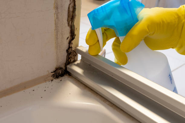 Attic Mold Removal in Burgin, KY