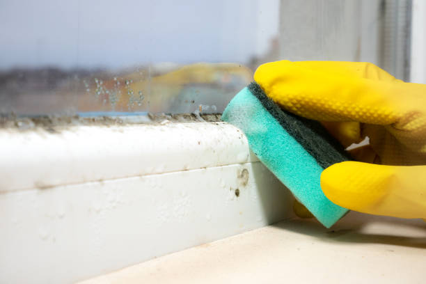 Trusted Burgin, KY Mold Removal Experts